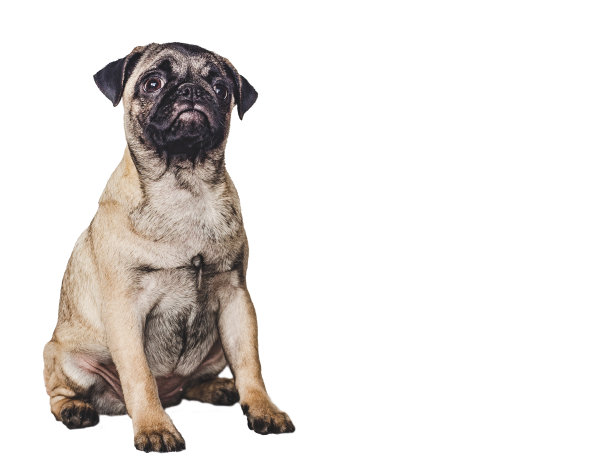 可爱的,漂亮的小狗。特写镜头,在室内。工作室的照片图片下载