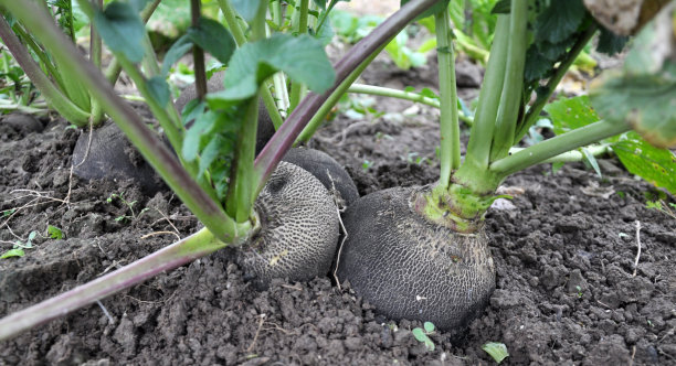 萝卜黑色播种图片下载