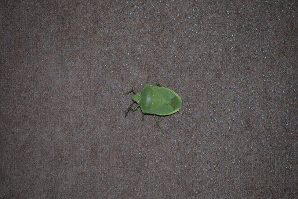 爬行动物图片下载