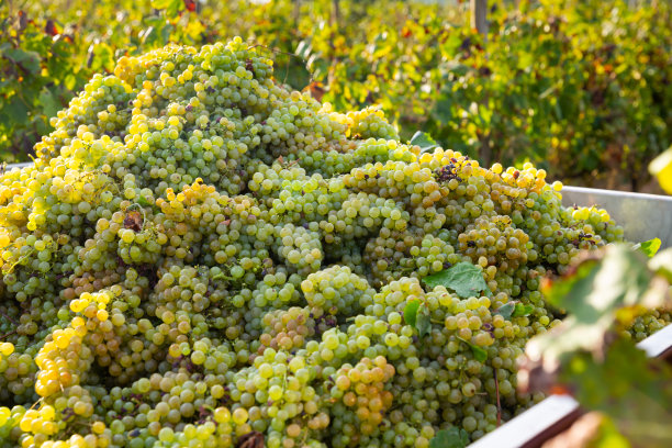 葡萄园里一堆成熟的白葡萄图片下载