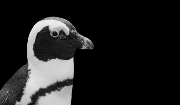 企鹅肖像脸在黑色背景图片下载