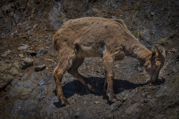 特别的山羊在春天的大岩石上，阳光明媚，炎热多风的日子图片下载