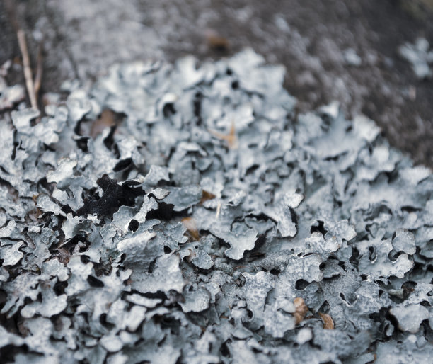 地衣淡绿色，地衣质地。银粉、海上银粉的品种。摘要有机照片。一块木板上有藻类、地衣和苔藓图片下载