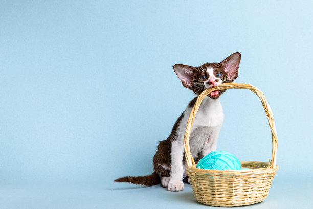 一只可爱的纯种东方小猫抱着一个柳条篮子，牙齿里含着纱线，坐在蓝色背景上，复制空间。图片下载