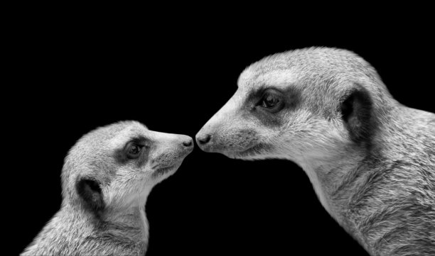 猫鼬妈妈和宝宝的脸在黑色背景图片下载