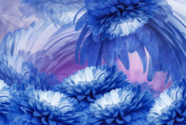 花蓝色的菊花。花春背景。那菊花的花瓣。特写镜头。大自然。图片下载