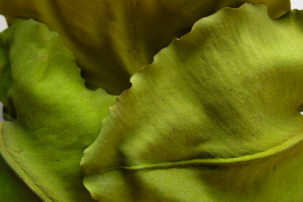 干荷叶。脱水的概念。有选择性的重点。图片下载