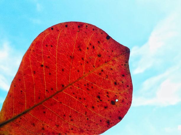 近的叶子纹理背景对蓝天图片下载