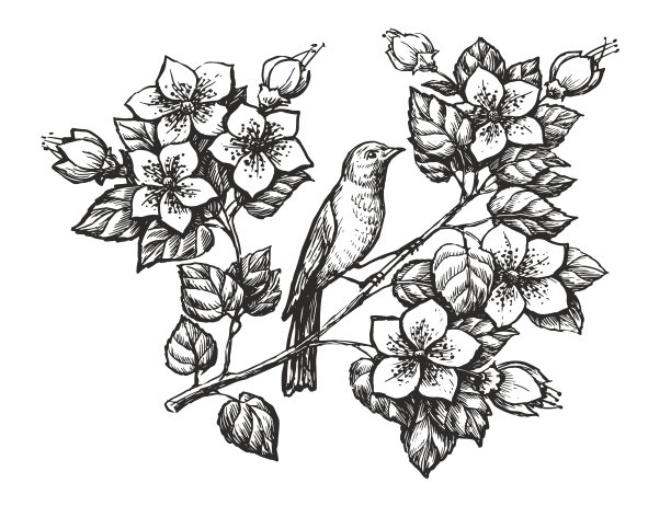 鸟在树枝上的素描。夜莺和鲜花手绘复古雕刻风格。矢量图图片下载