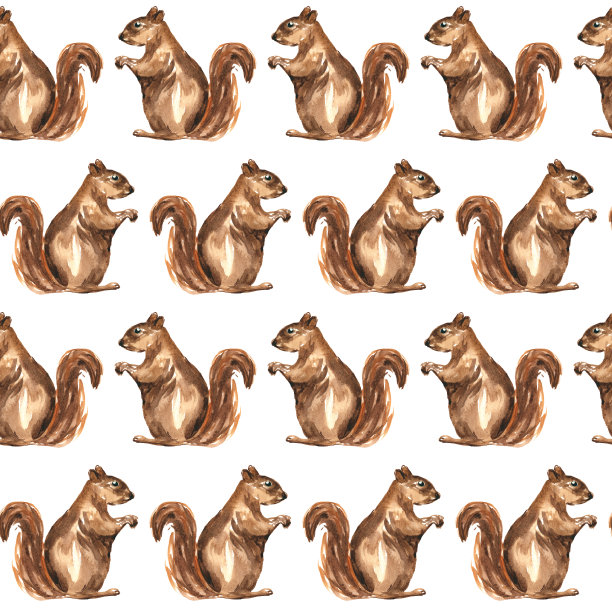 无缝图案与可爱的松鼠在白色背景图片下载