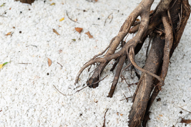 悦榕庄的根图片下载