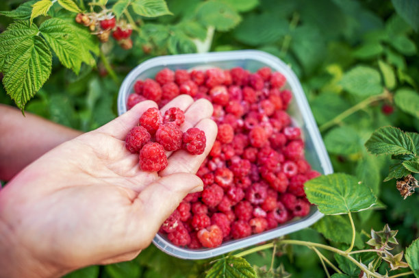 女人采摘有机覆盆子特写照片，农业概念图片下载