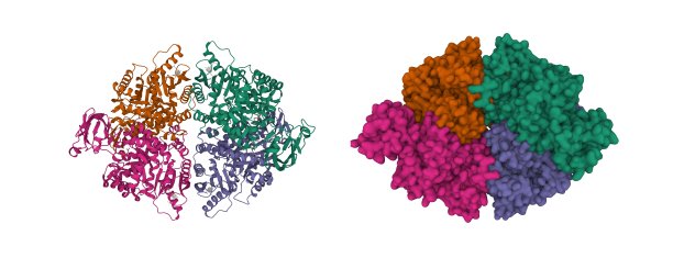 人红细胞丙酮酸激酶四聚体的结构图片下载