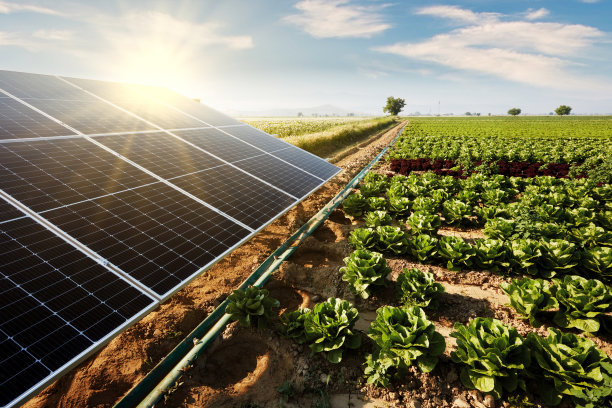 生菜地里的太阳能电池板。图片下载