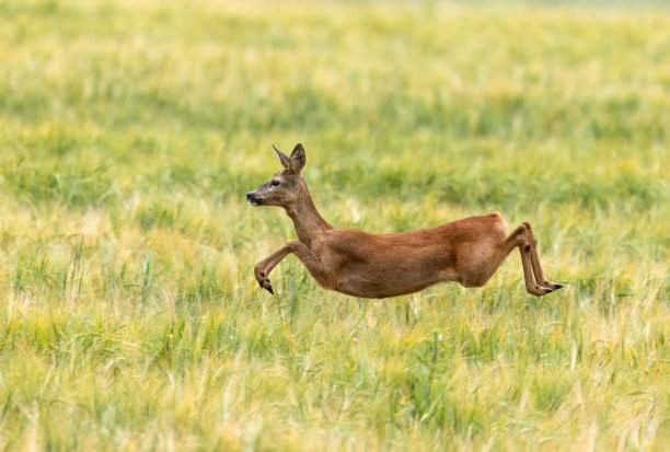 跳跃的母狍子图片下载