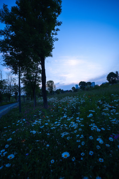 花、草、树黄昏图片下载