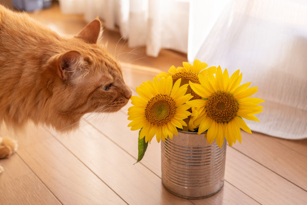 向日葵和猫图片下载