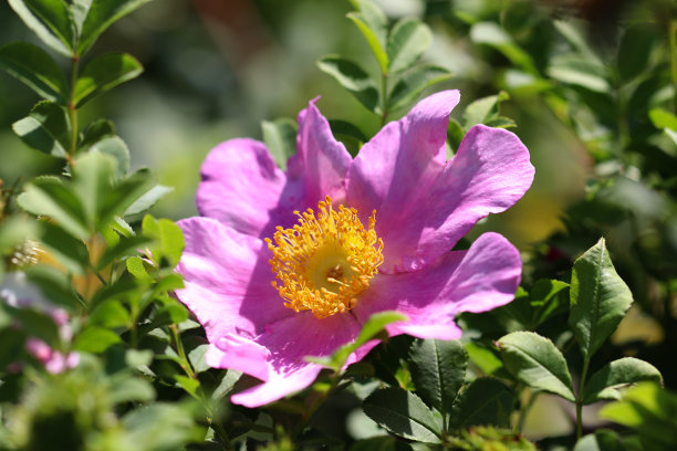 浅紫色的“Izayoi bara(中国)”玫瑰花头，在阳光下拍摄的特写照片。图片下载