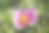 浅紫色的“Izayoi bara(中国)”玫瑰花头，在阳光下拍摄的特写照片。图片下载
