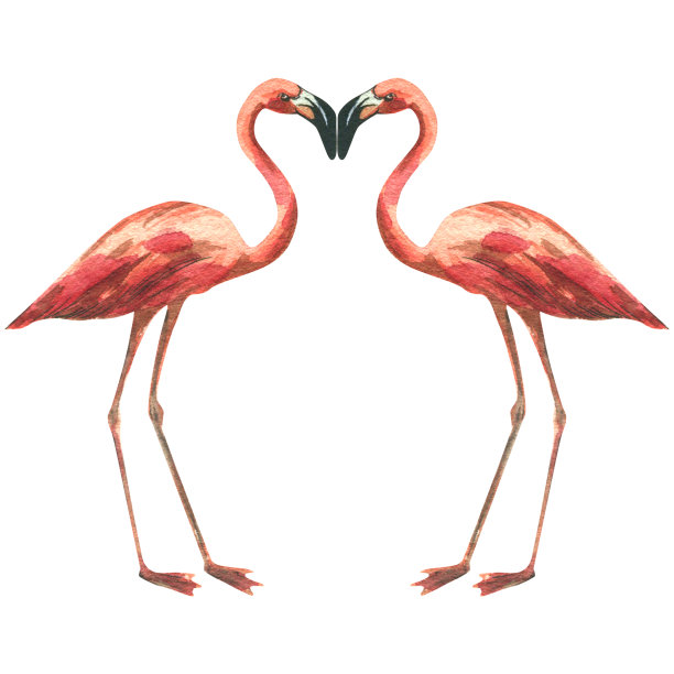 粉色火烈鸟，水彩插图。从一个大的CUBA集合中分离出来的对象。适用于明信片、海报、相框、贴纸、印刷品、图案的设计和构图。图片下载