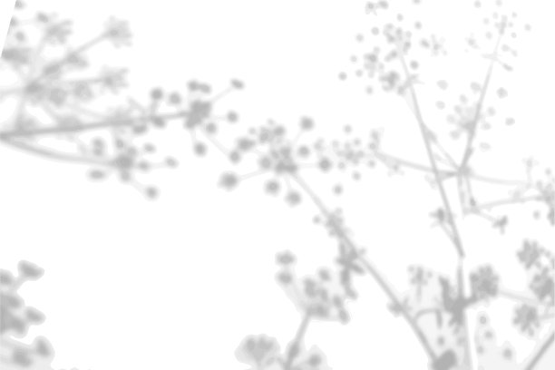 夏日背景下的一根小树枝的影子图片下载