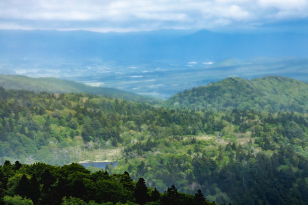 清新的绿树在淡淡的雾中图片下载