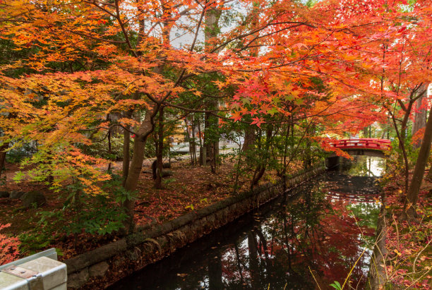 秋天落叶镰仓风景图片下载