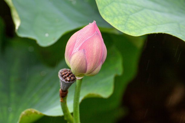 莲花盛开的镰仓风景图片下载
