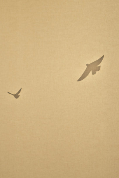 鸟在飞行中的轮廓的抽象图像。图片下载