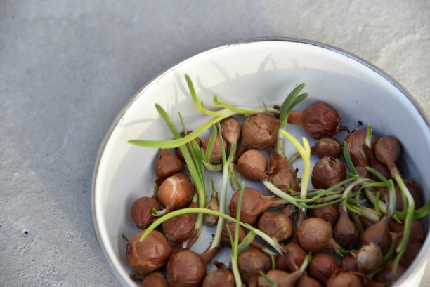 洋葱种子春天在桶中播种图片下载