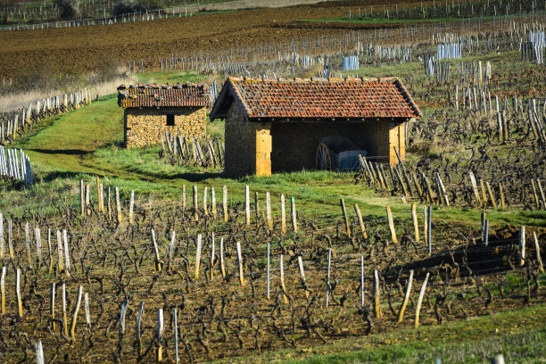 小屋位于法国博若莱的葡萄园中图片下载