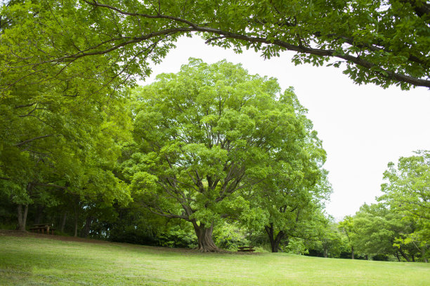 绿色的树图片下载
