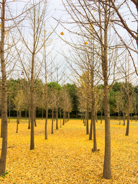 秋天的银杏叶，黄了图片下载