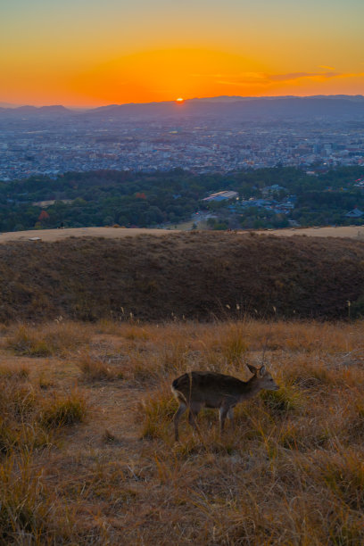 奈良若鸠山的日落图片下载