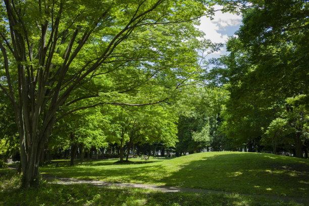 绿色的花园图片下载