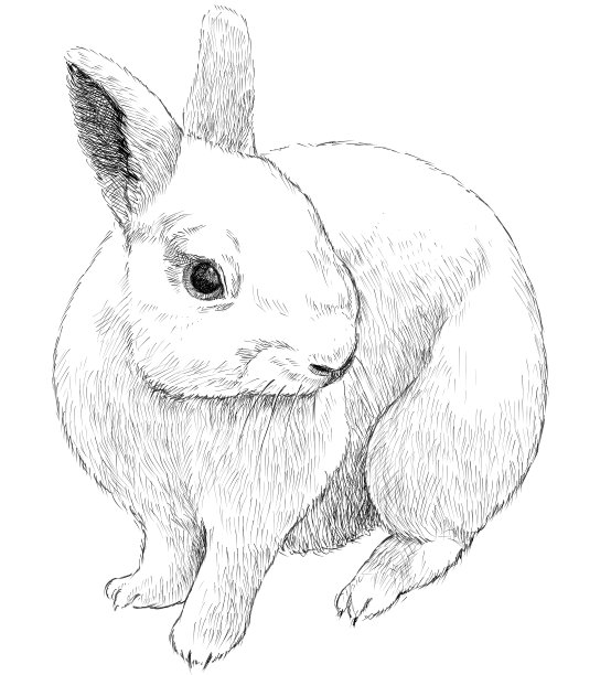 兔子单色钢笔绘制矢量插图图片下载