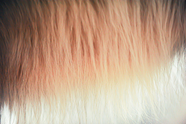 狗的皮毛图片下载