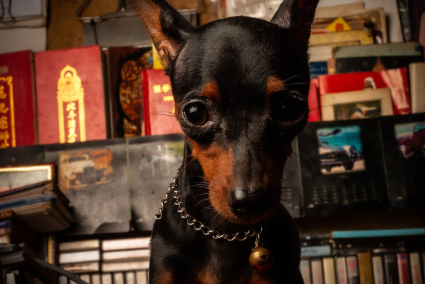 桌子上的迷你品舍肖像图片下载