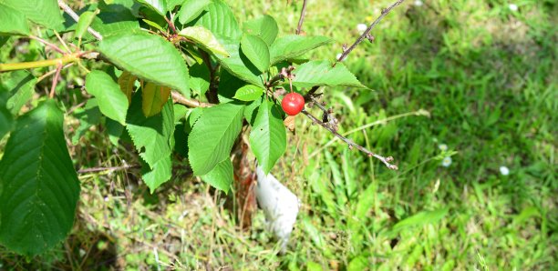 这是西欧果树的第一次收获图片下载