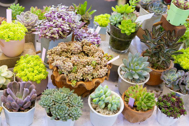 植物展上出售的仙人掌图片下载