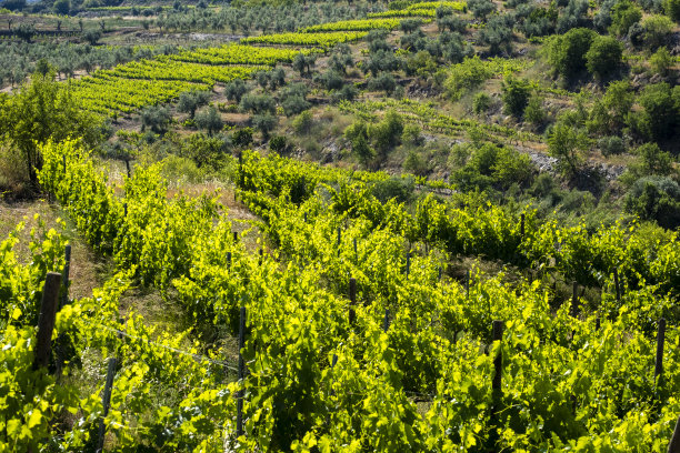 葡萄树在西班牙图片下载