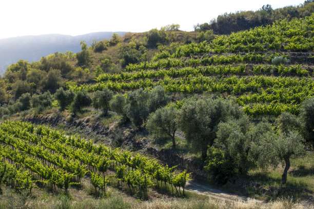 葡萄树在西班牙图片下载