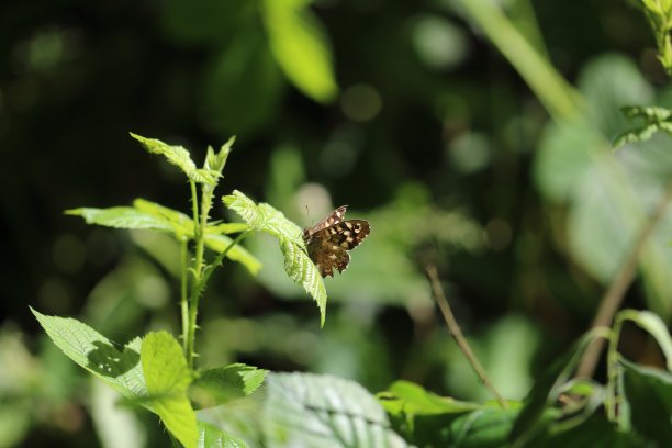在自然保护区的一只蝴蝶图片下载