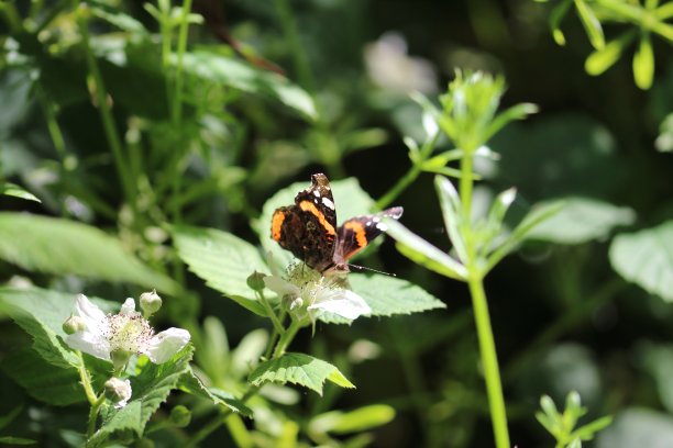 在自然保护区的一只蝴蝶图片下载