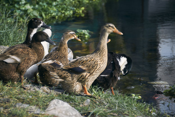 孟加拉乡村池塘边的一群鸭子图片下载