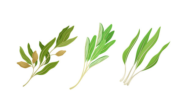 烹饪植物设置新鲜的绿色香草和香料图片下载