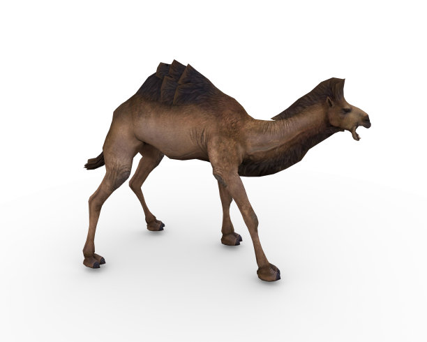 这是一只骆驼图片下载