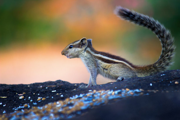 松鼠或啮齿动物，也被称为花栗鼠，站在岩石上停留在自然环境中图片下载