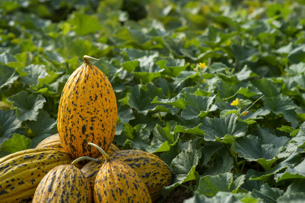 一堆新鲜美味的有机瓜在温室里生长图片下载