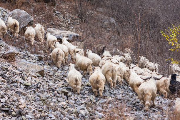 山羊群图片下载